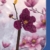 BlueBrixx Pro 108362 – Purpur-Magnolie aus Klemmbausteinen mit 407 Bauelementen - 3