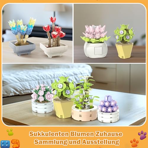 Brihappen Sukkulenten – 9er Botanical