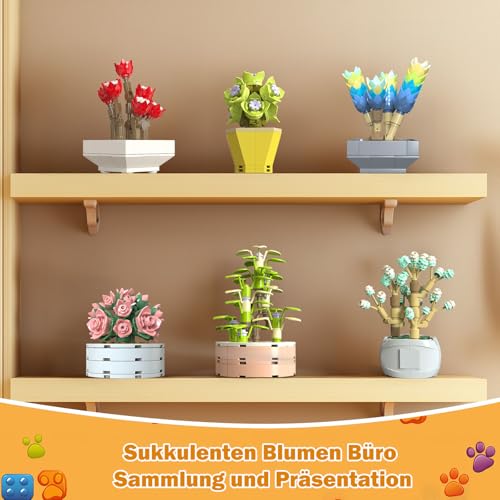 Brihappen Sukkulenten – 9er Botanical Pflanzen