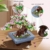 CUBIMANA Bonsai Baum Kirschblüten 8844