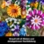 Klemmbausteine Blumen, 16 Wildblumen Set Blumenstrauß Bausteine 1183 Stück, Dekorative Flower Dahlien, Kornblumen, Lavendel und Gerbera, Geschenk für Muttertagsgeschenk Frauen Kinder Erwachsene - 5
