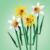LEGO Botanicals Narzissen - Kunstblumen für Kinder- Blumenstrauß als Zimmer- oder Schreibtischdeko - Geschenke für Mädchen und Jungen - Botanik Kollektion 40747 - 3
