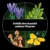 LEGO Botanicals Waldpilze - Künstliches Pflanzen Set für Erwachsene - inkl. Fliegenpilz & Kunstblumen für Wohnzimmer- oder Schlafzimmer Deko - DIY Geschenkidee - 11505 - 6