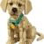 LEGO Icons Golden Retriever Welpe - Modellbau für Erwachsene - 3D Tierfigur zum Ausstellen mit Halsband & Medaille - DIY Deko für Regal oder Schreibtisch - Geschenkidee für Kunst- & Bastelfans - 11384 - 2