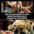 LEGO Jurassic World Dinosaurier-Fossilien: Triceratops - Modellbau für Erwachsene mit der Minifigur Dr. Gerry Harding - DIY Deko fürs Regal - Geschenkidee für Jurassic Park Fans - 77985 - 4