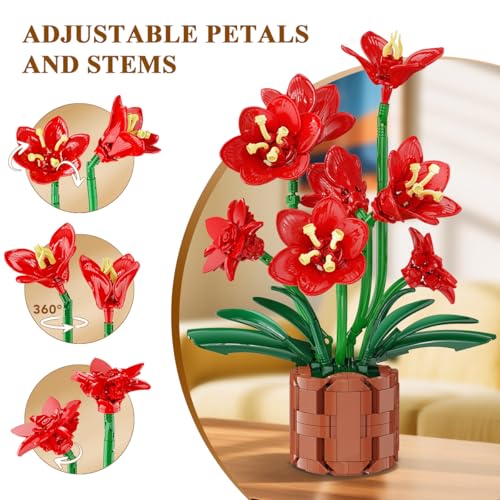 PLAXSOON Amaryllis Blumen – Zeitlose Blütenpracht Blüten