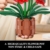 PLAXSOON Amaryllis Blumen – Zeitlose Blütenpracht