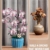 TYCOLE Orchideen Bausatz - 779 Künstliche Blumen Bausteine Botanicals Deko für Home Office, kreatives Geschenk für Kinder, Erwachsene und Jugendliche, Geburtstag, Weihnachten, Valentinstag - 7
